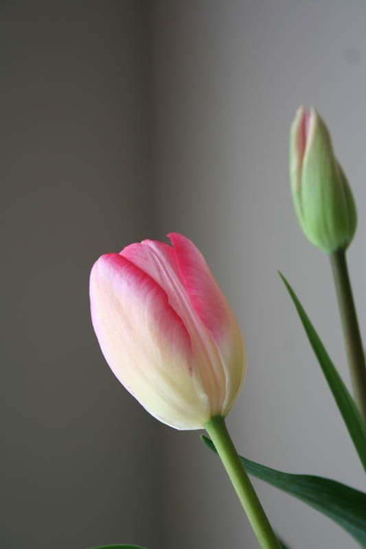 tulipán rosa y amarillo