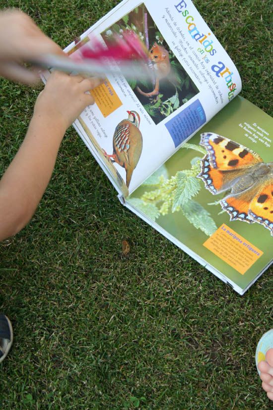 mariposa en la hierba 1