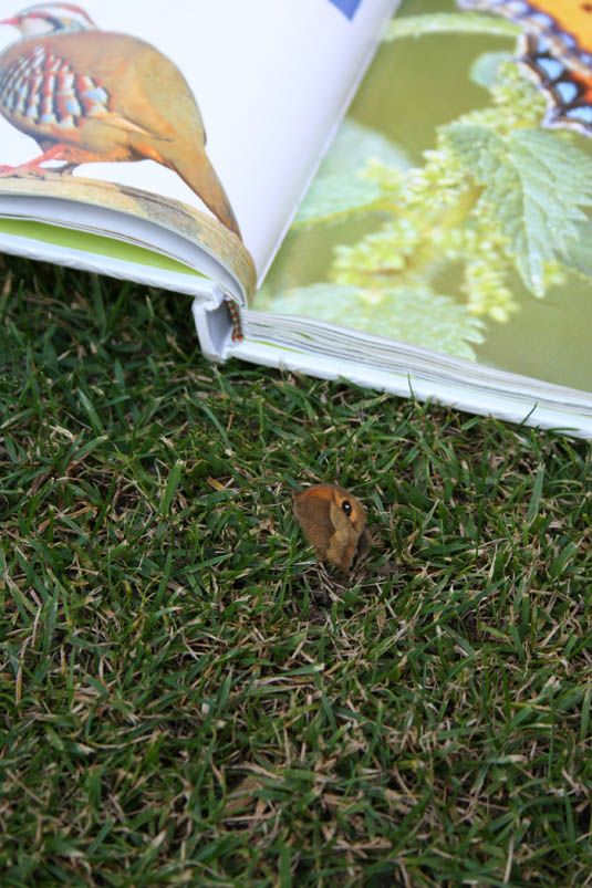mariposa en la hierba
