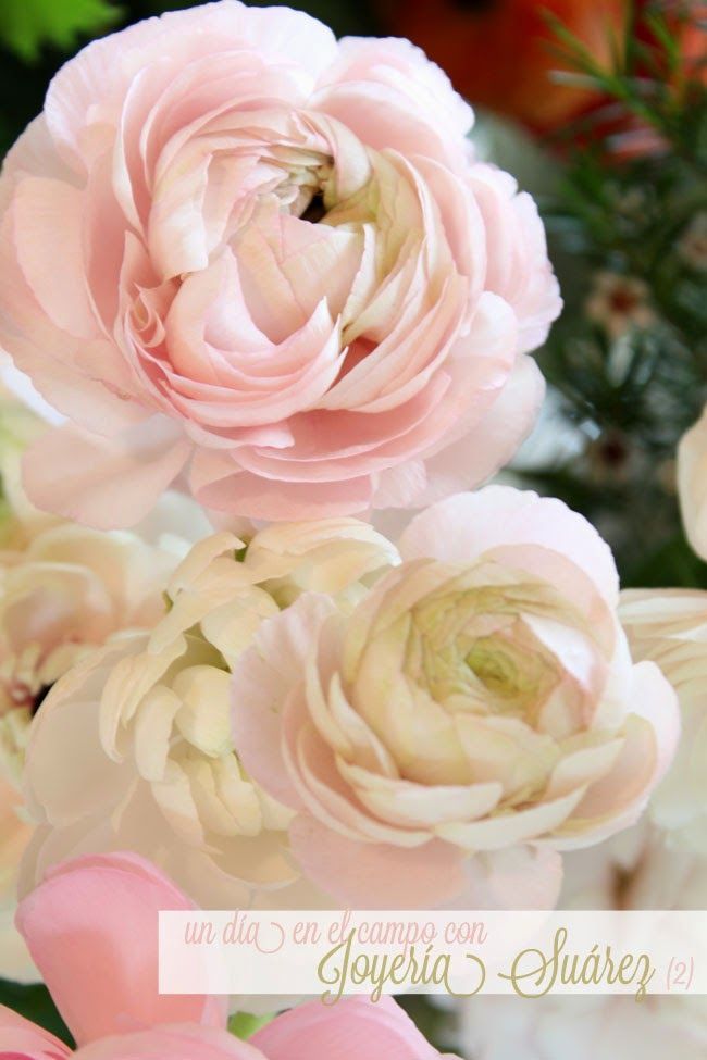 peonías-rosas