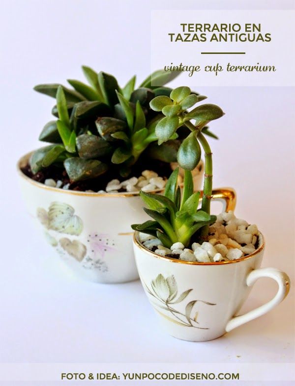 terrarios mini hechos con tazas antiguas vintage