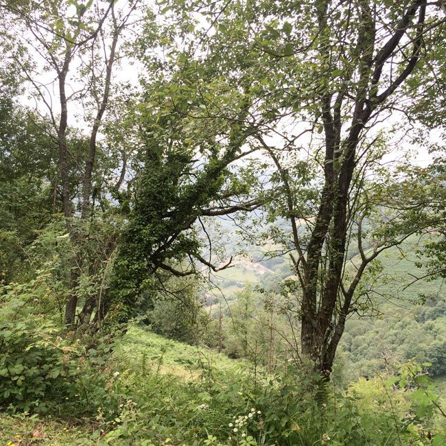 valle-de-samuño-asturas