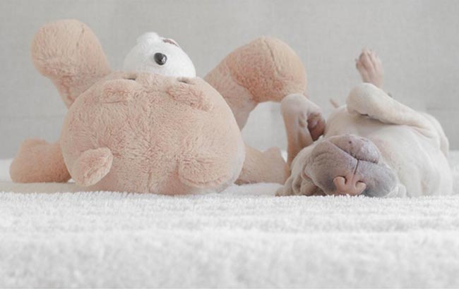 cuenta-instagram-annie-paddintong