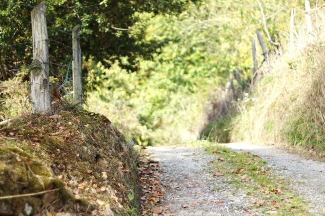 camino