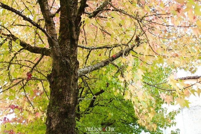 hojas-árboles-en-otoño