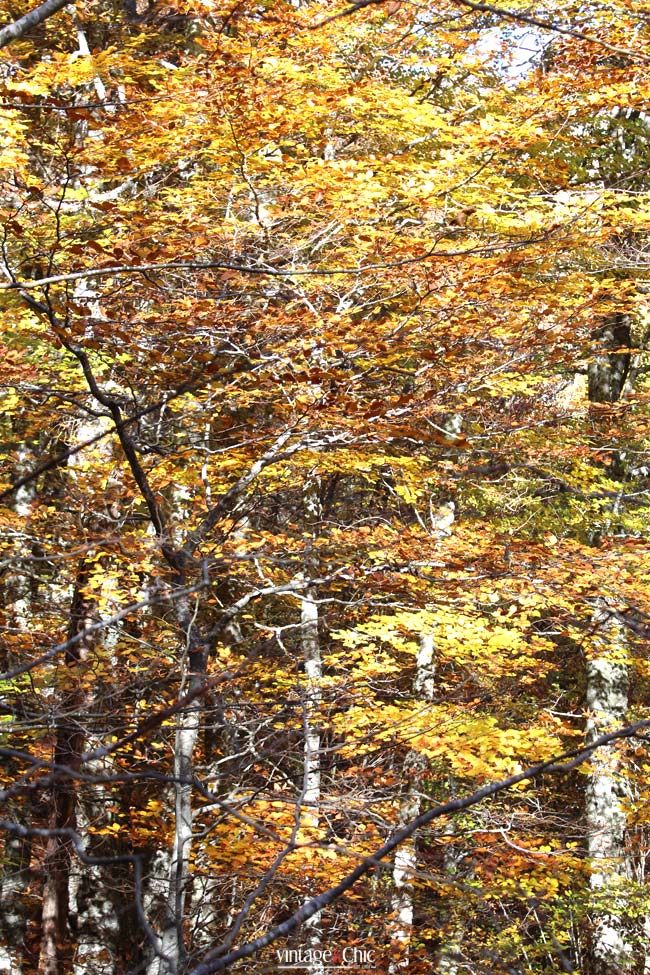 14-tabayón-del-mongayu-excursión-ruta-con-niños-en-asturias-parque-natural-de-redes-otoño
