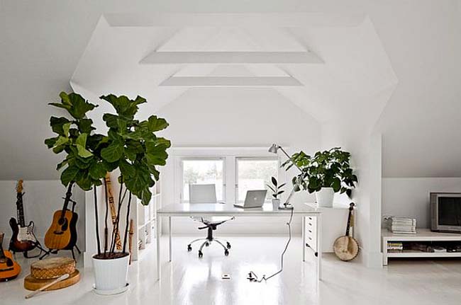 estudio-abuhardillado-blanco-ficus-lyrata-