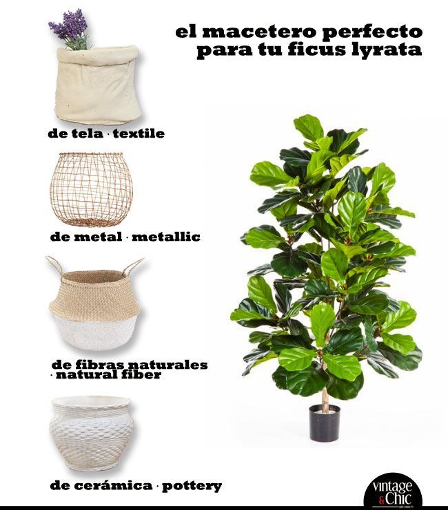 ficus-lyrata-donde-comprar-y-maceteros